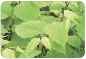 Japanese Knotweed