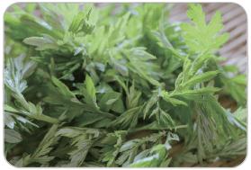 Mugwort