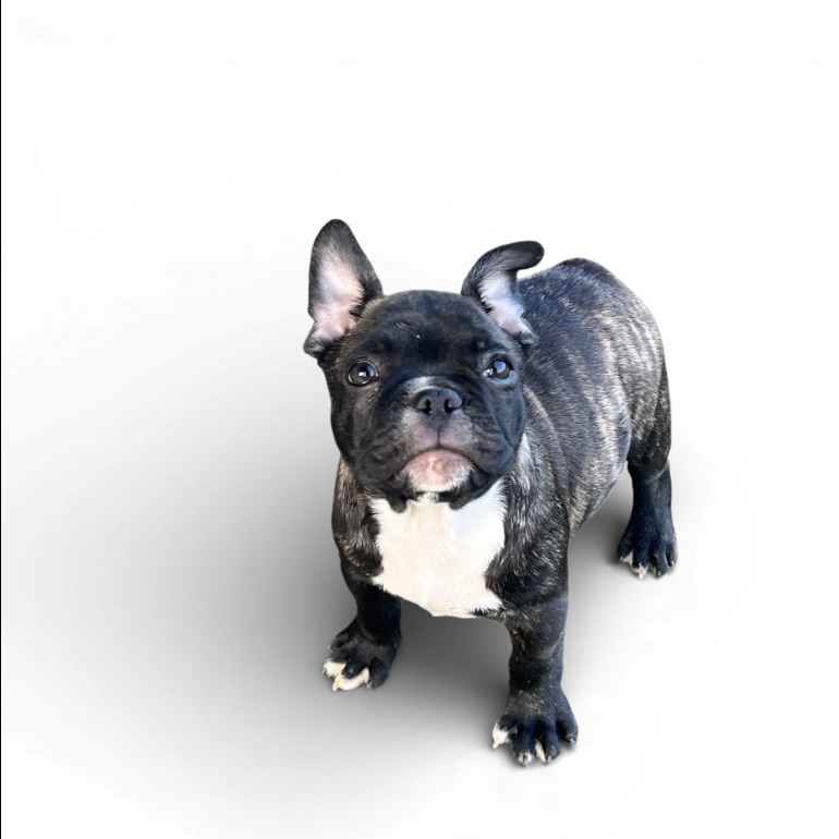 フレンチブルドッグ ブリンドル