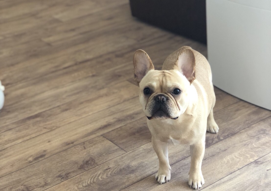 犬が滑らない床リフォーム施工事例 フレンチブルドッグ ヨーロピアンオーク すべらない床 renovation