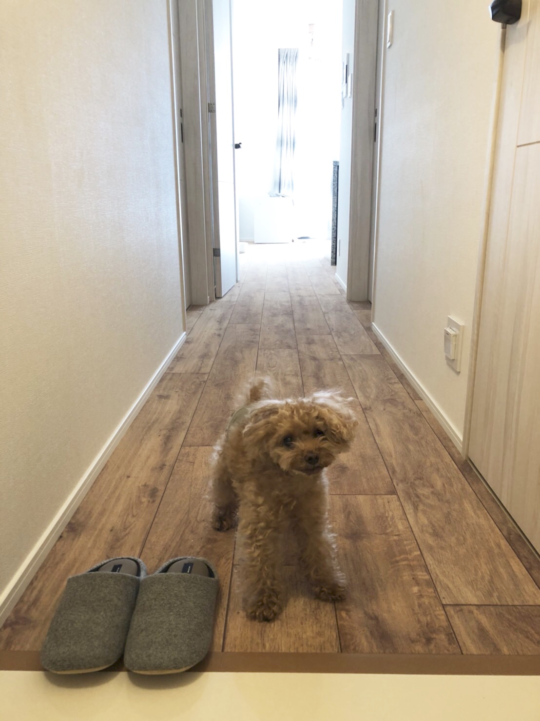 犬が滑らない床リフォーム施工事例 トイプードル ヨーロピアンオーク すべらない床 renovation