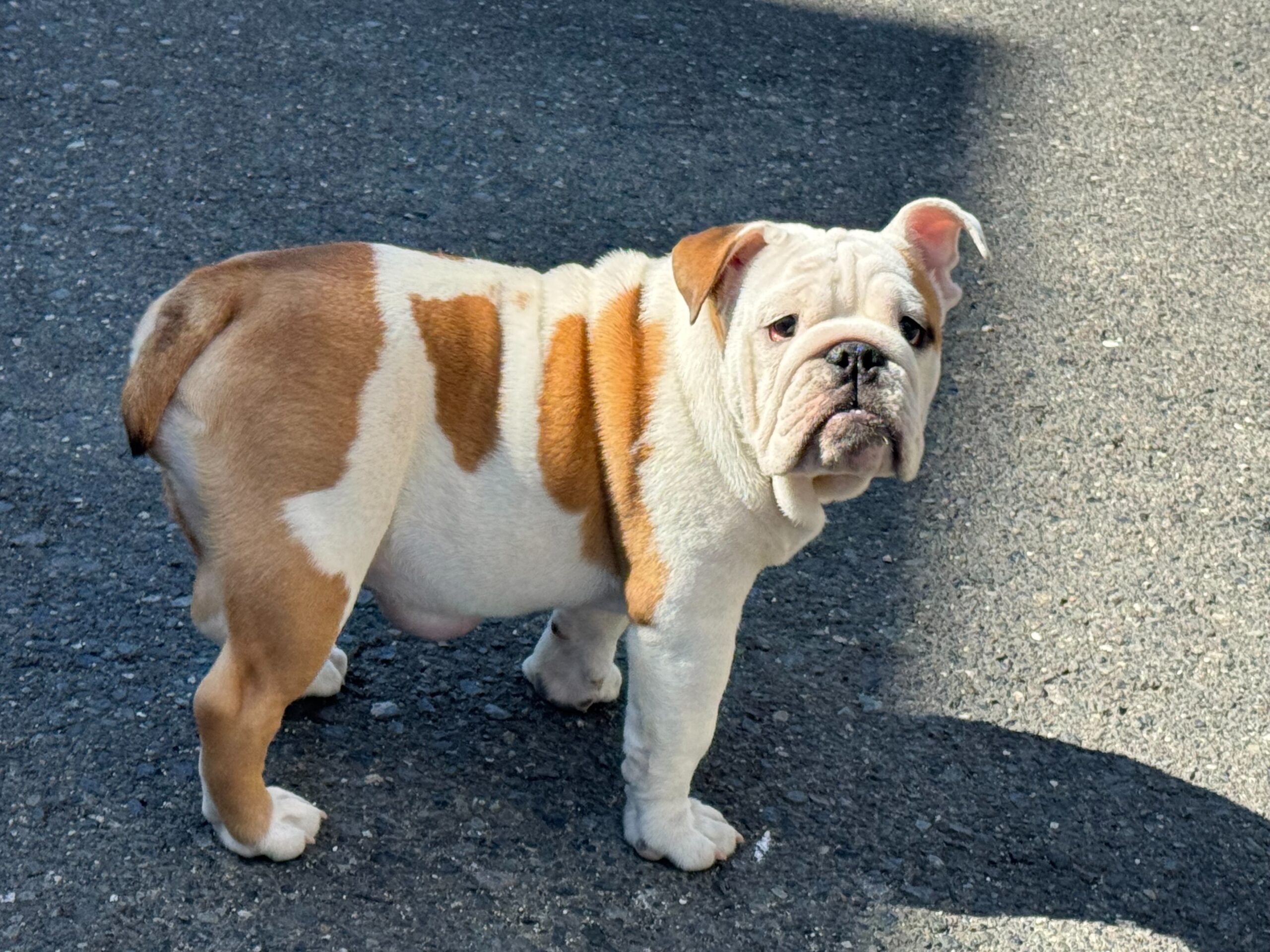 イングリッシュブルドッグ レッド＆ホワイト