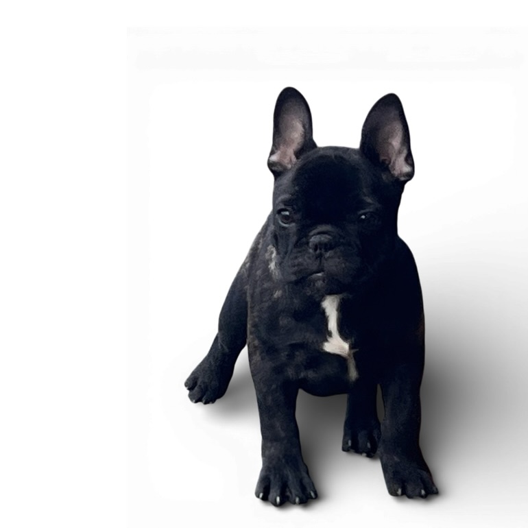 フレンチブルドッグ ブリンドル