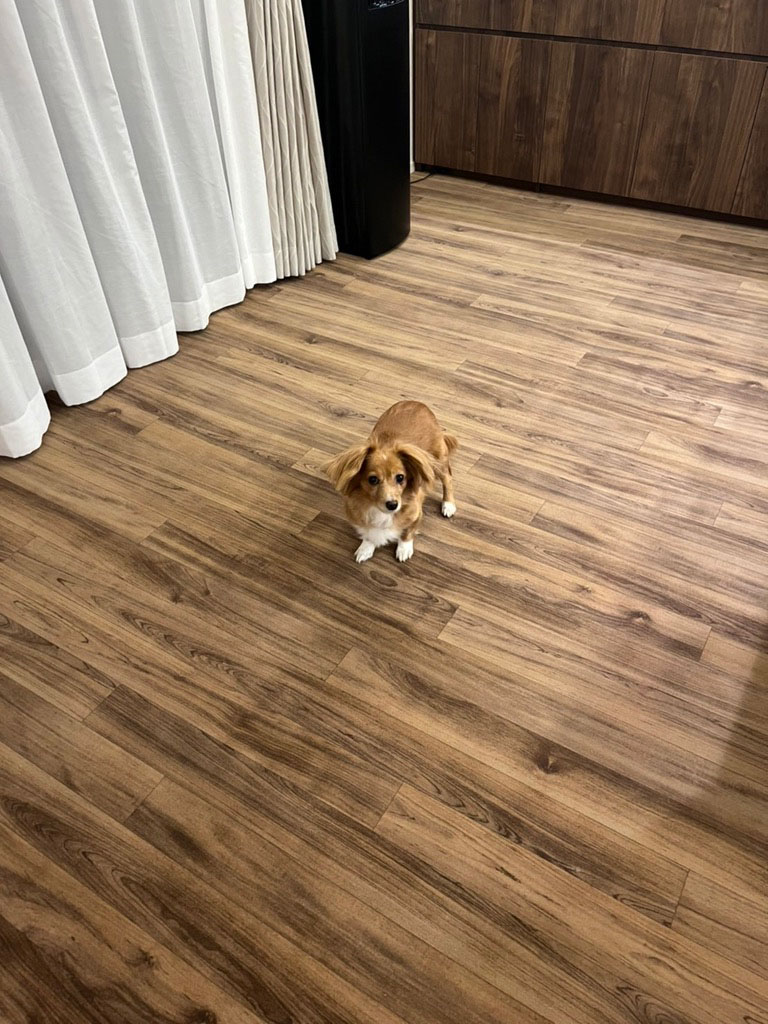 No.85/ チェスナット 画像12