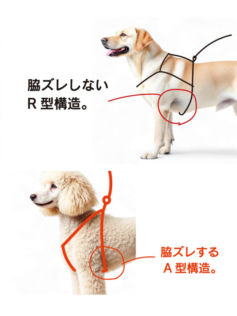犬のハーネス 脇擦れしない構造 R型とA型の違い比較