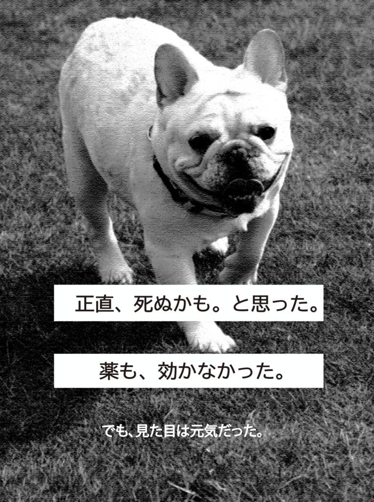 フレンチブルドッグの皮膚トラブル体験｜薬が効かず悩んだ実例 B&BFRENCH