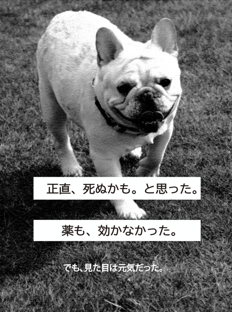 フレンチブルドッグの皮膚トラブル体験｜薬が効かず悩んだ実例 B&BFRENCH