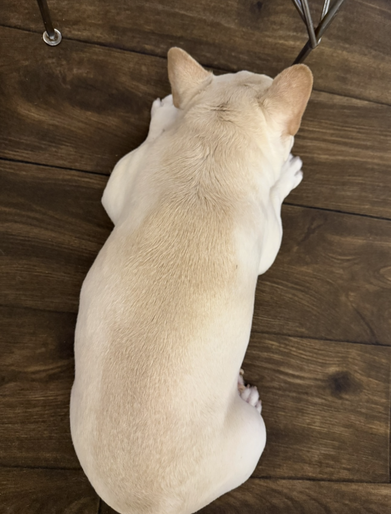 フレンチブルドッグ エマ 10歳 皮膚トラブル改善後 健康な背中の状態