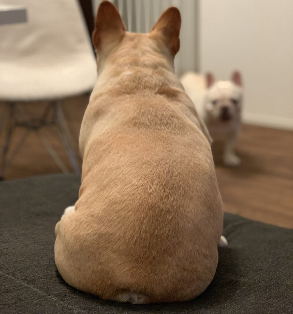 フレンチブルドッグの皮膚トラブルが改善し毛並みが回復したウノの背中の様子