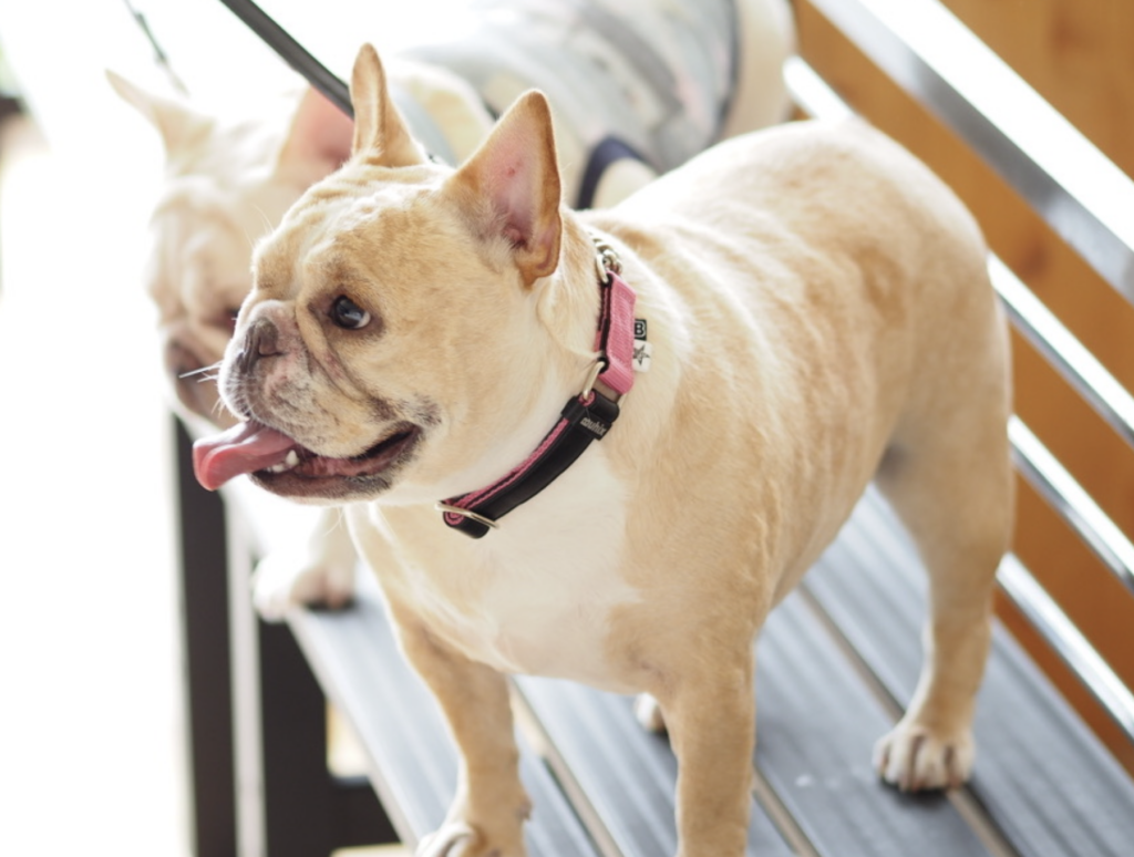 フレンチブルドッグの皮膚トラブル改善過程 ウノ 回復途中