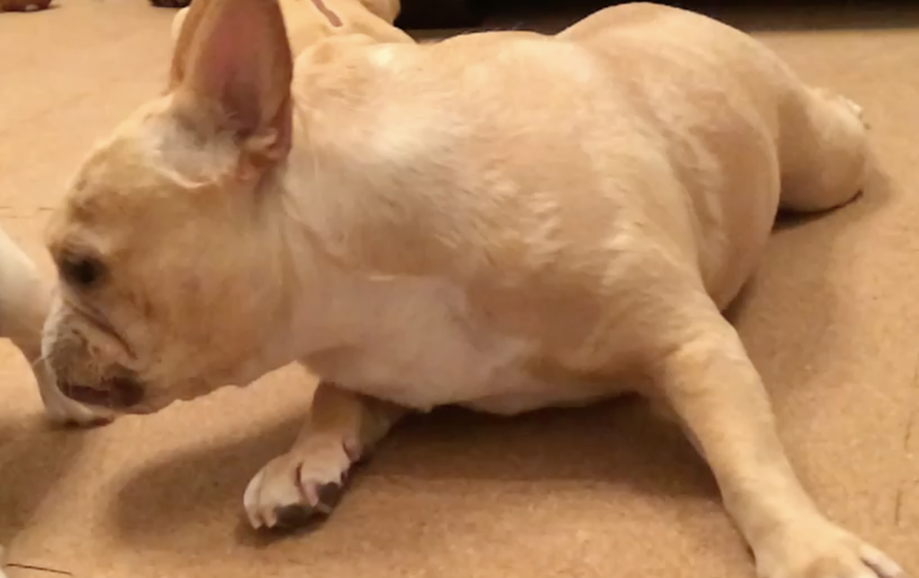 フレンチブルドッグ ウノの皮膚トラブル初期の様子(原因不明の被毛の乱れ)