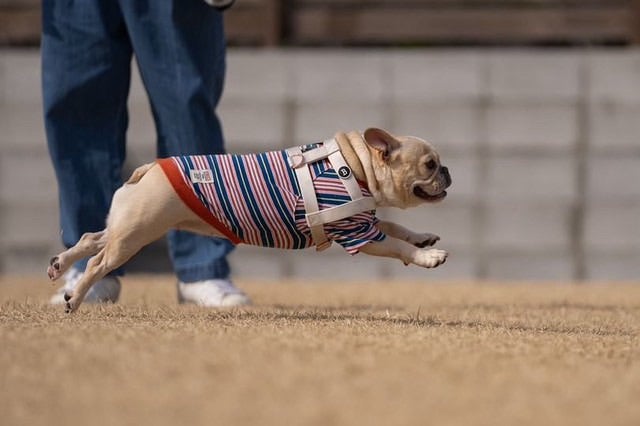 フレンチブルドッグがハーネスを着けたまま自由に走っている様子。動きを邪魔しない設計。