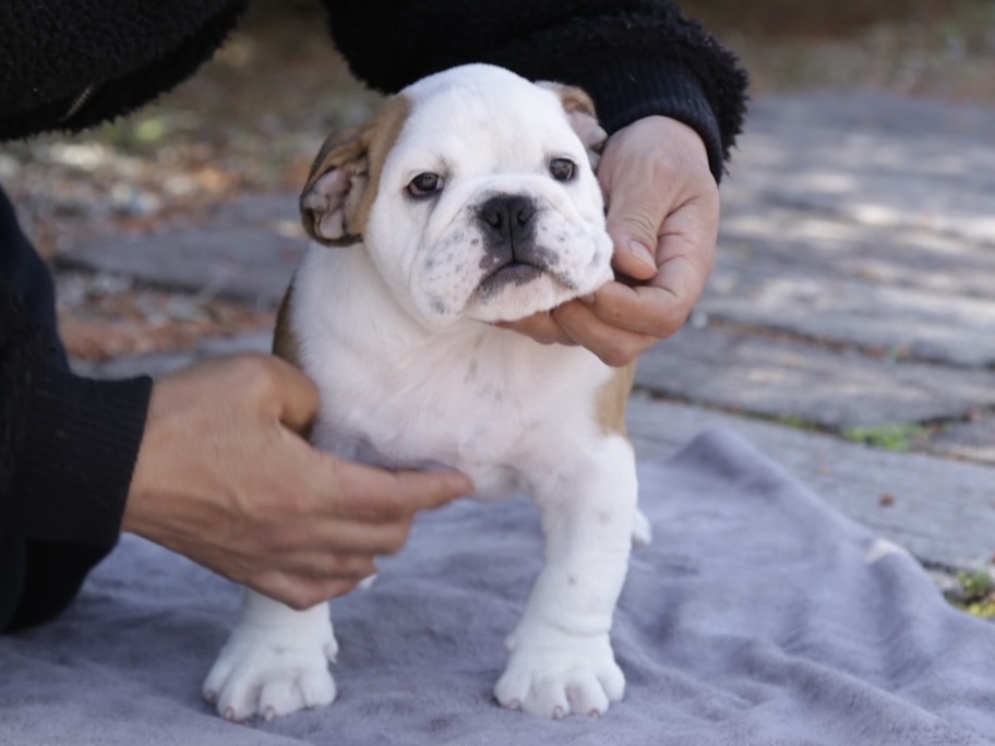 イングリッシュブルドッグ レッド＆ホワイト