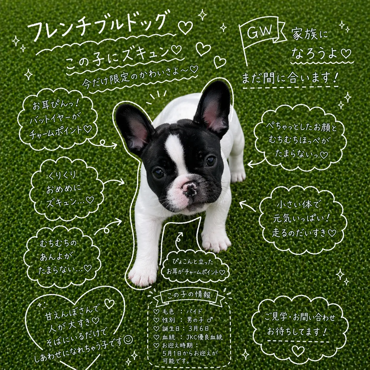 フレンチブルドッグ パイド