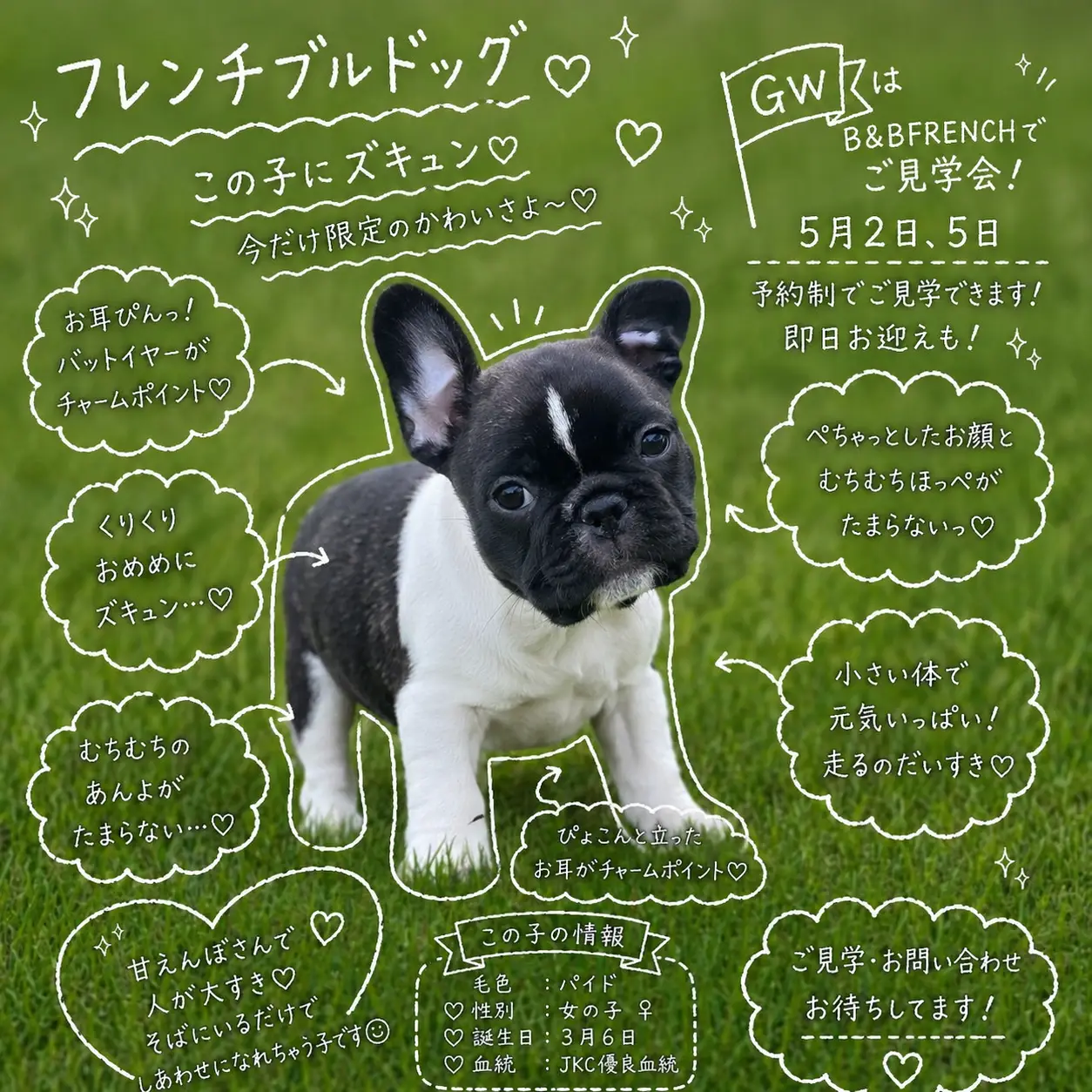 フレンチブルドッグ パイド