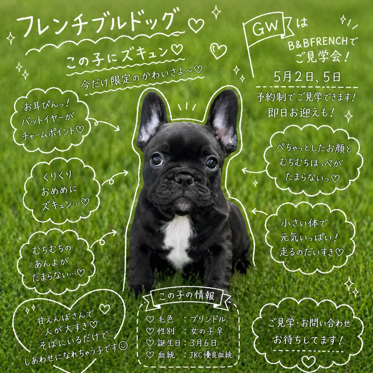 フレンチブルドッグ ブリンドル