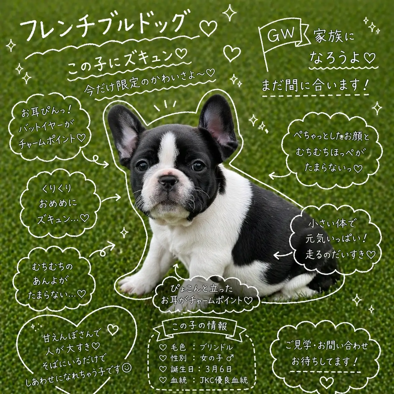 フレンチブルドッグ パイド