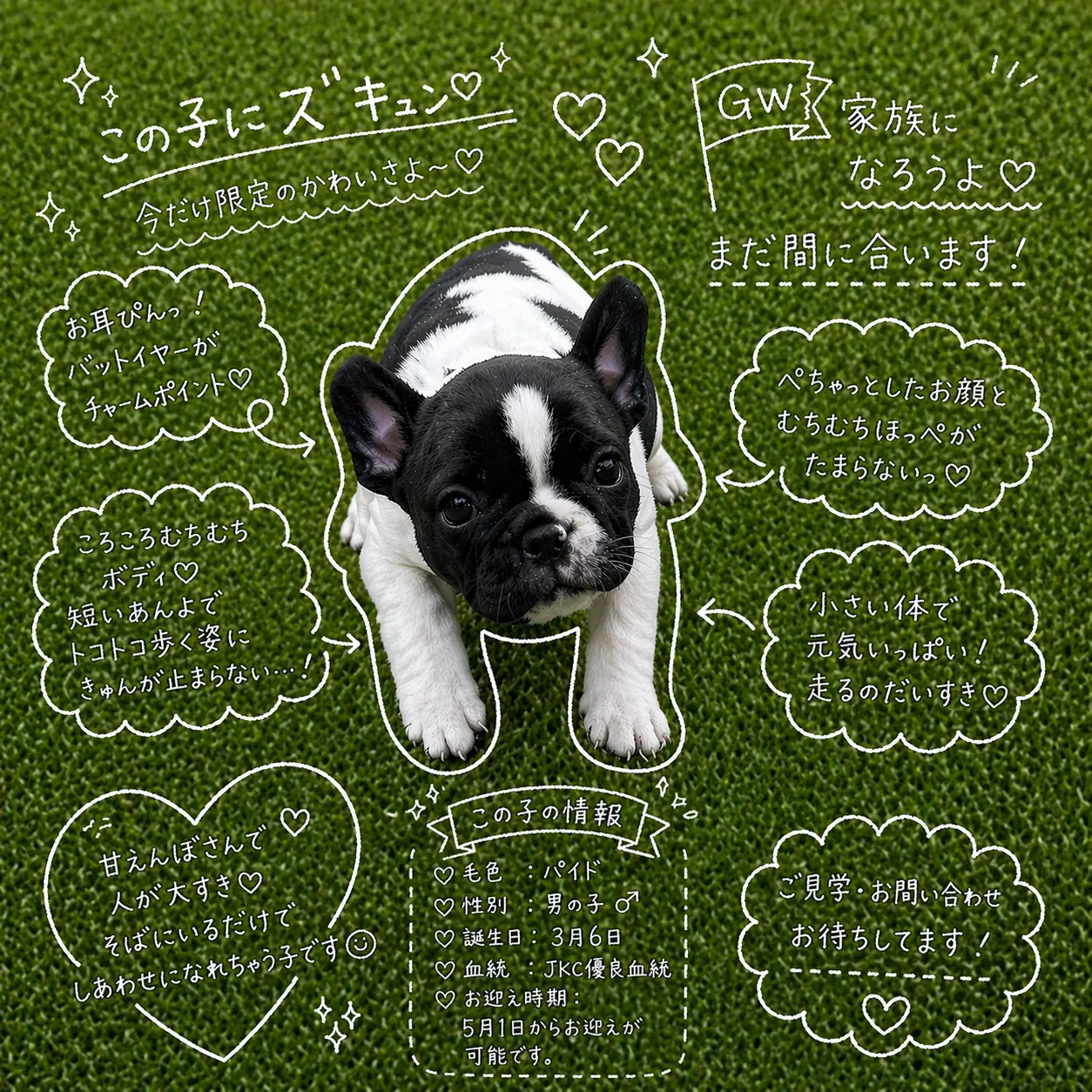 フレンチブルドッグ パイド