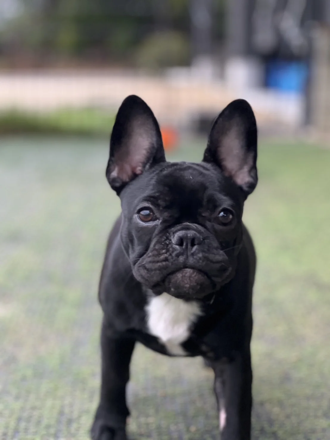 French Bulldog Brindle