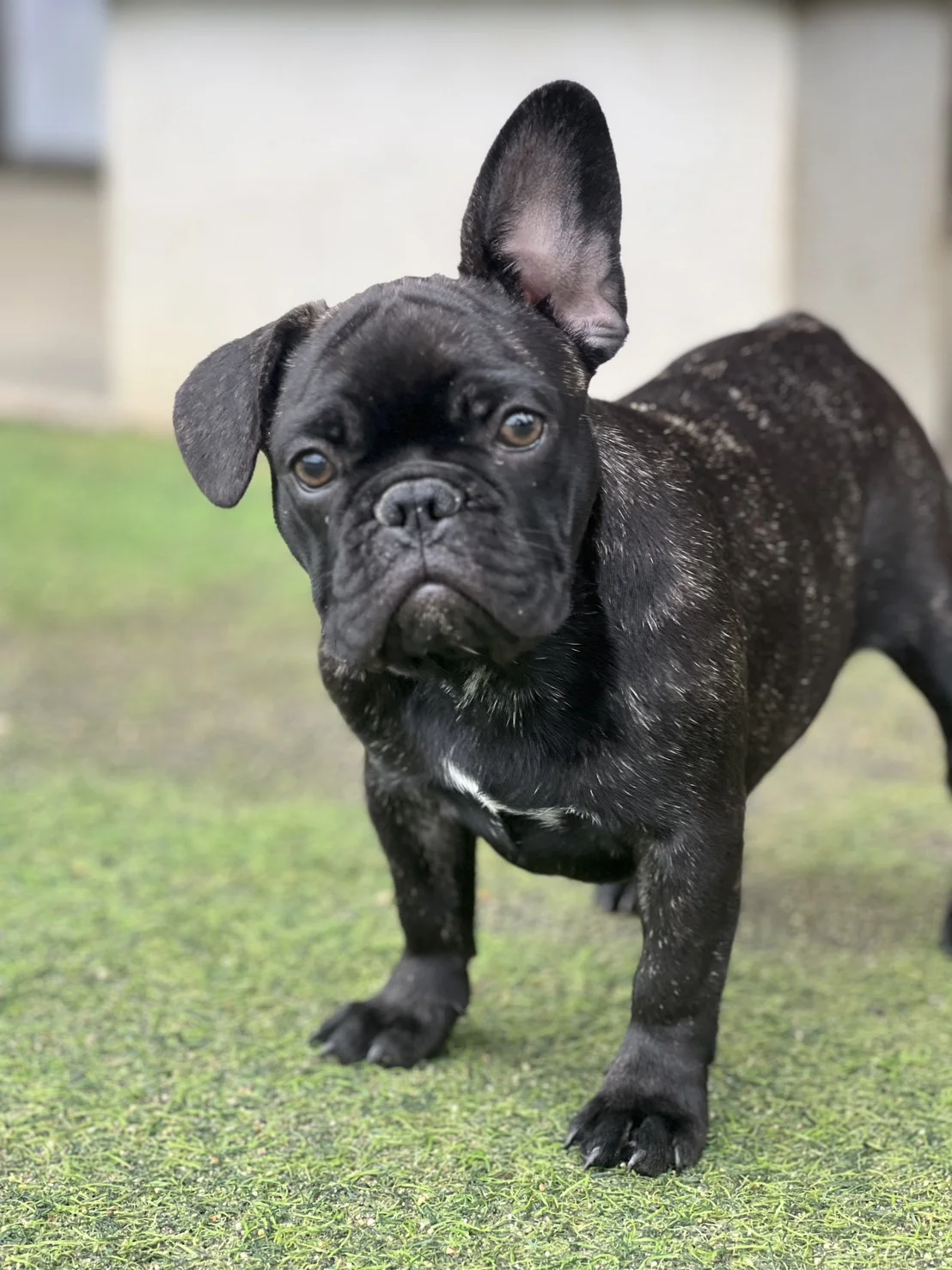 French Bulldog Brindle