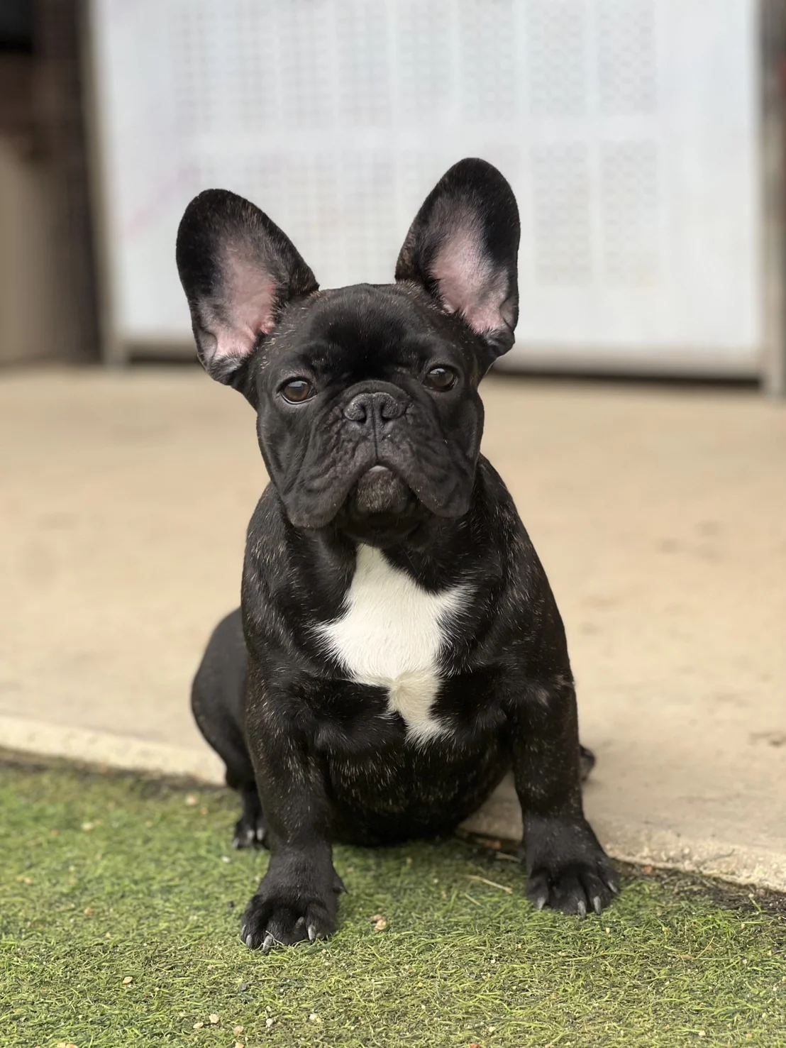 French Bulldog Brindle