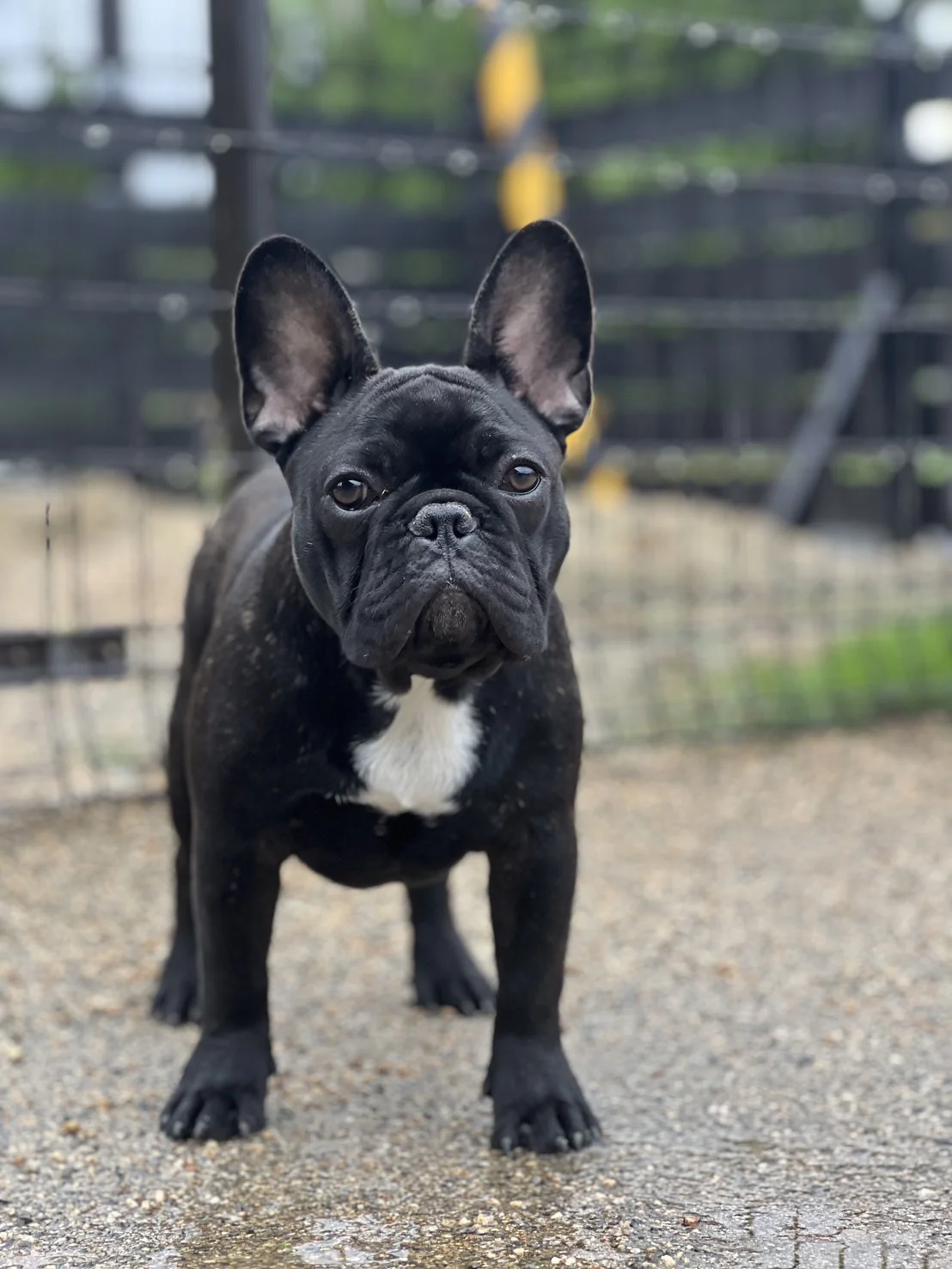 French Bulldog Brindle