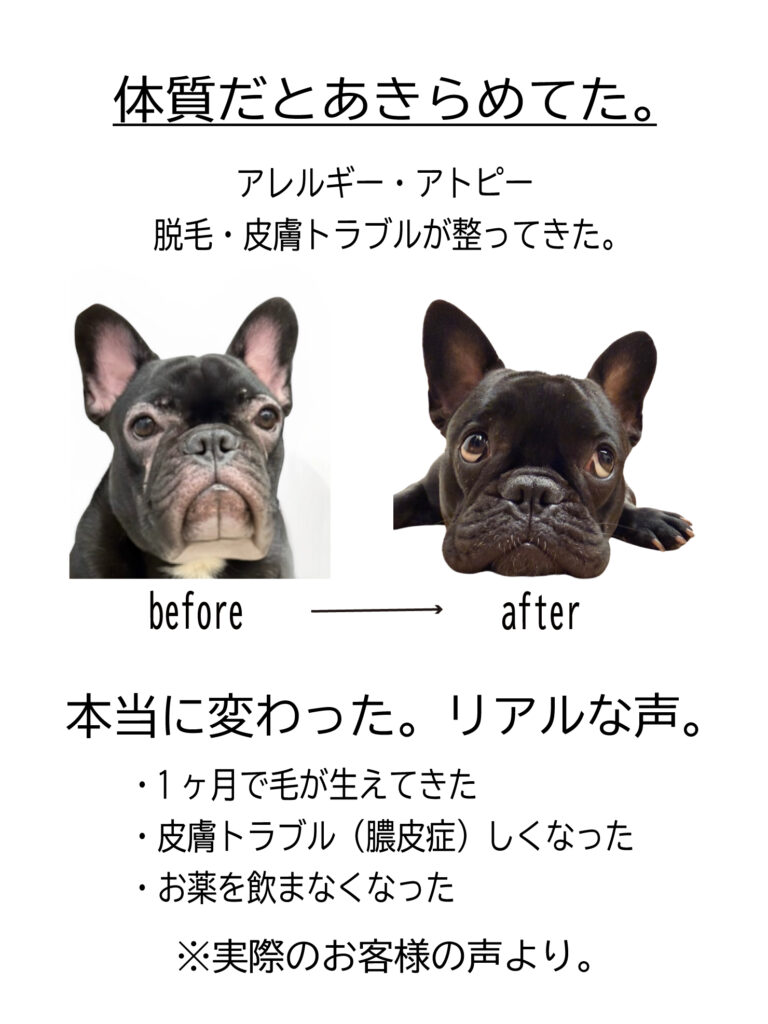フレンチブルドッグの皮膚トラブルが落ち着いてきた変化の様子（食事改善による変化事例）