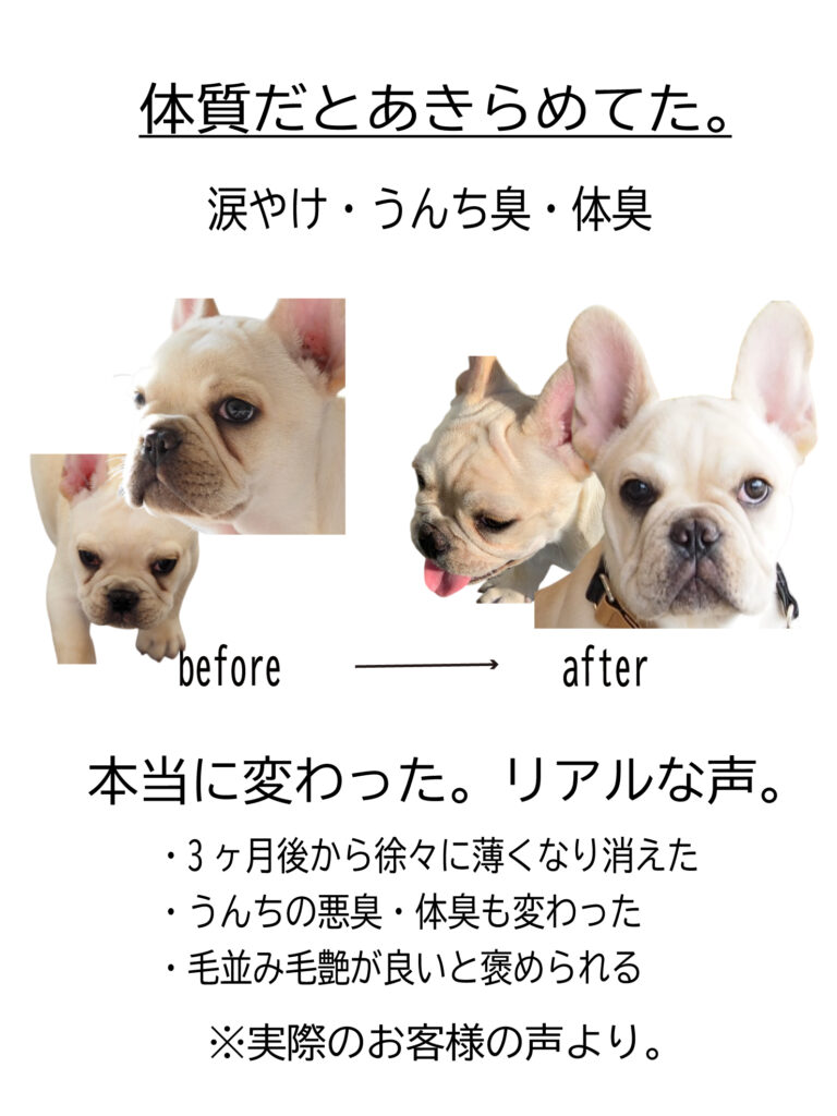 フレンチブルドッグの涙やけや体臭が変化した事例（食事改善による体調変化）