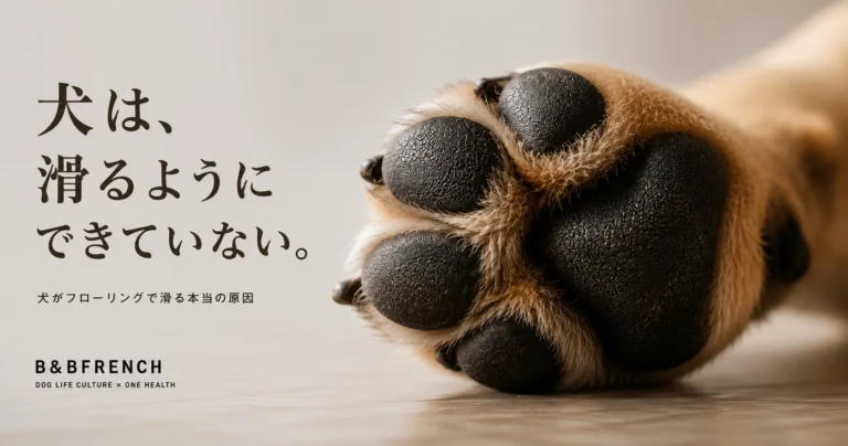 犬の肉球をクローズアップした写真。犬がフローリングで滑る原因を解説する記事のアイキャッチ画像。