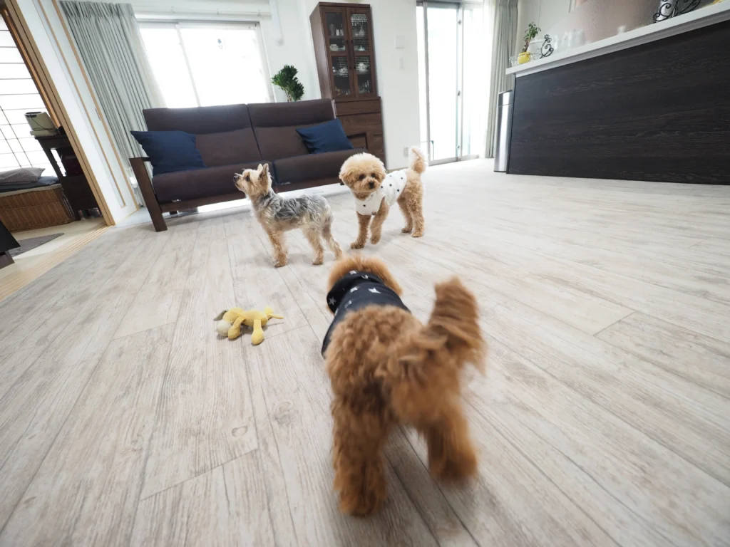すべりにくい床の上で安心して歩く3頭の愛犬|犬と暮らす床選び