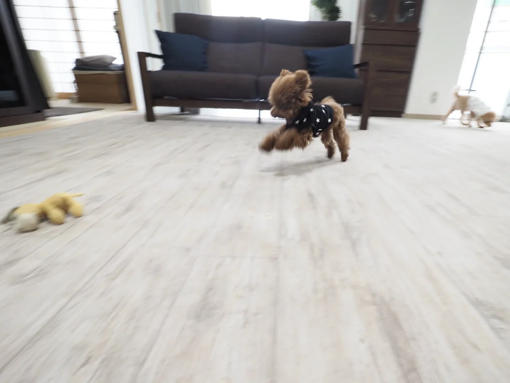 すべりにくい床の上を走る愛犬|踏ん張って動ける犬のための床